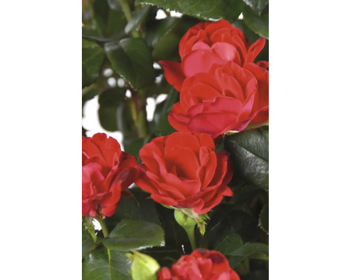 Červené kvety ruží so zelenými listami