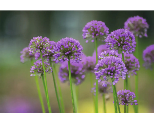 Detailný pohľad na okrasné kvety cesnaku v záhrade