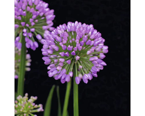 Detailný záber kvetu okrasného cesnaku