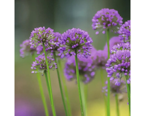 Detailný záber kvetov okrasného cesnaku s dlhými stonkami