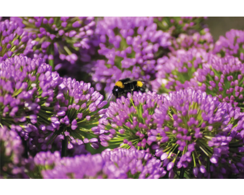 Detail fialových okrasných kvetov cesnaku s čmeliakom