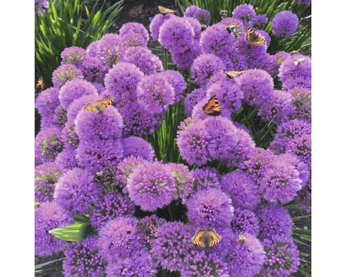 Okrasný cesnak FloraSelf Allium 'Millenium' kvetináč 3 l