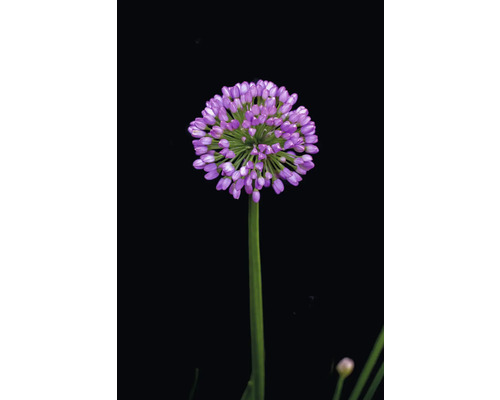 Kvet okrasného cesnaku na stonke