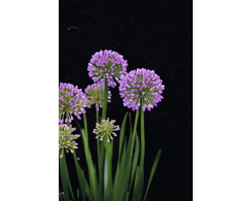 Kvitnúci okrasný cesnak s guľatými fialovými kvetenstvami a zelenými stonkami.