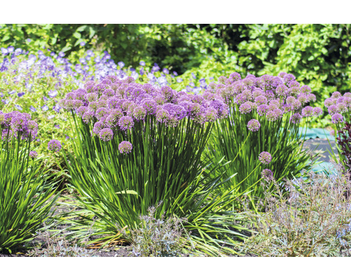 Okrasný cesnak v záhradnom záhone