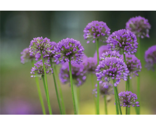 Detail fialového okrasného cesnaku v záhrade.