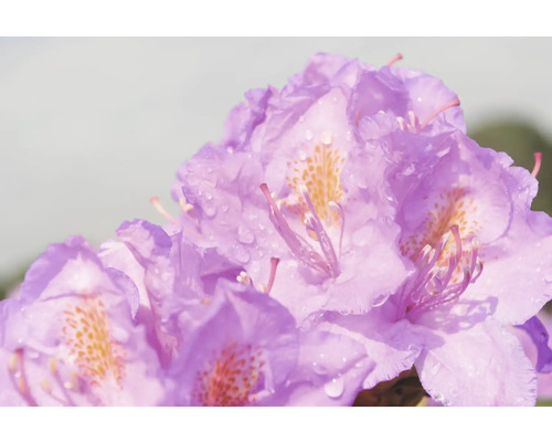 Detailný záber kvetov rododendronu s kvapkami vody