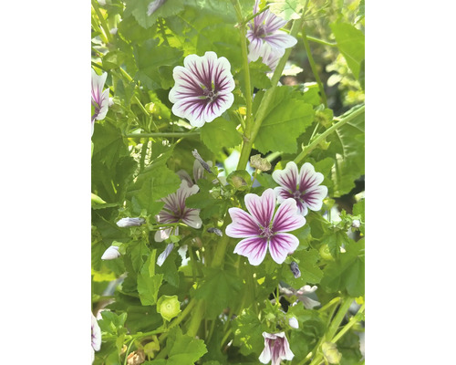 Slez lesný FloraSelf Malva sylvestris 10-40 cm kvetináč 3 l