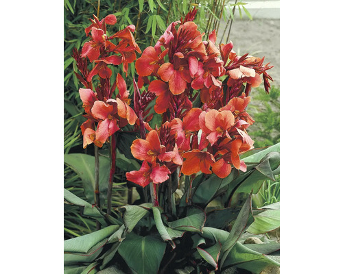 Dosna FloraSelf Canna kultivar 'Pink' výška 10-60 cm kvetináč 3 l