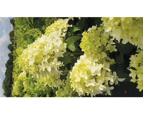 Hortenzia latnatá 'Skyfall' FloraSelf Hydrangea paniculata 'Skyfall' kvetináč 6 l