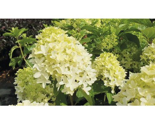 Hortenzia latnatá 'Skyfall' FloraSelf Hydrangea paniculata 'Skyfall' kvetináč 18 l