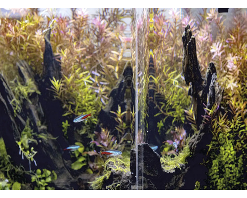 Akvárium s vodnými rastlinami a rybami