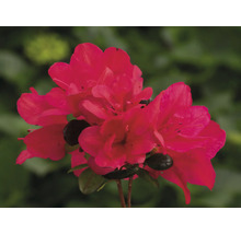 Detail červeného kvetu azalky