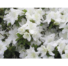 Detail bielych kvetov azaliek