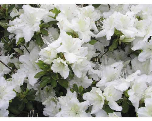 Azalka japonská FloraSelf Rhododendron obtusum výška 25-30 cm kvetináč 3 l biela