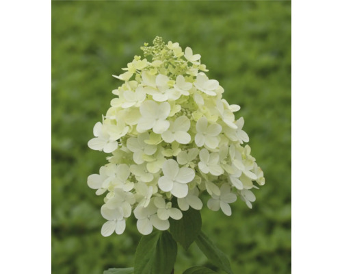 Hortenzia metlinatá FloraSelf Hydrangea paniculata 60-70 cm kvetináč 14 l, rôzne odrody