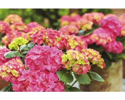 Detailný záber ružových kvetov hortenzie