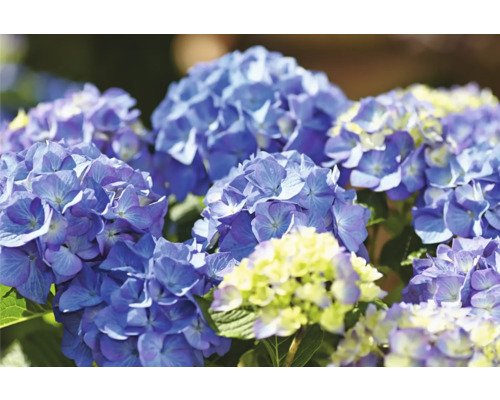 Detail modrých kvetov hortenzie