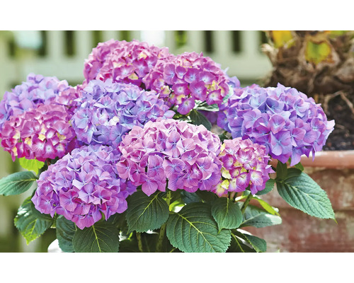 Detailný záber hortenzie v kvetináči s kvetmi