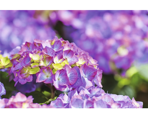 Detail fialového kvetu hortenzie v záhrade.