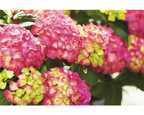 Detail ružových kvetov hortenzie