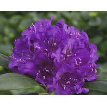 Detail fialového kvetu rododendronu