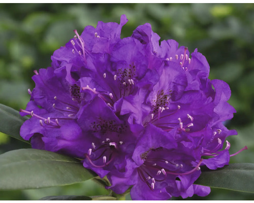 Rododendron jakušimský fialový FloraSelf Rhododendron yakushimanum kvetináč 5 l