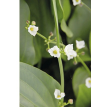 Šípatka s bielymi kvetmi