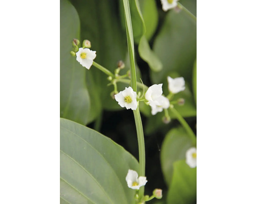 Šípatka s bielymi kvetmi