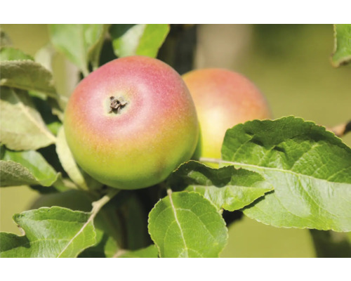 Jabloň jesenná BIO FloraSelf Bio Malus domestica 'Albrechtovo' výška kmeňa cca 120 cm celková výška cca 150-180 cm skladovateľná historická odroda Dve jablká na strome s listami