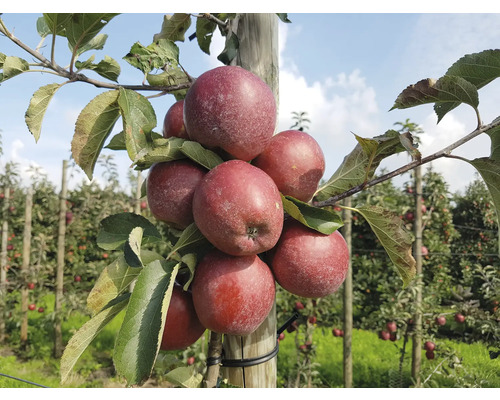 Jabloň stĺpovitá BIO zakrpatená FloraSelf Bio Malus Starline 'Orange Crimson' 60-80 cm kvetináč 7,5 l