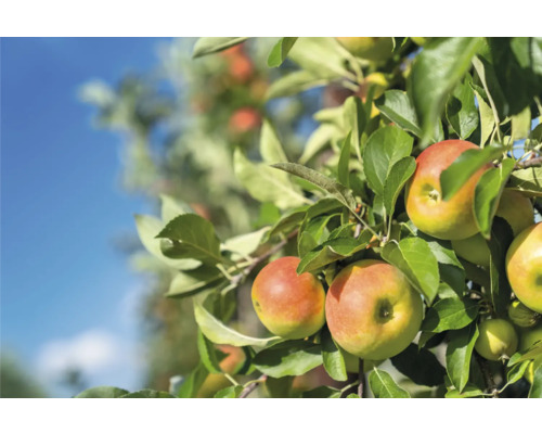 Jabloň so zrelými jablkami a zelenými listami