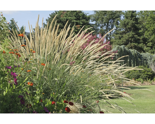 Perovec psárkovitý africký FloraSelf Pennisetum macrourum kvetináč 3 l