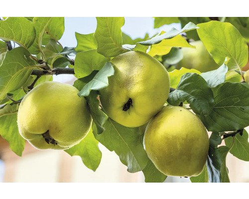 Dula jablková BIO FloraSelf Bio Malus Domquitte 'Leskovac' 120-150 cm kvetináč 7,5 l Dule na strome s listami
