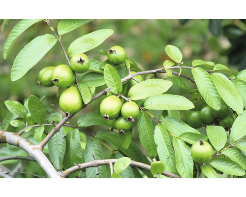 Guajava jablková BIO FloraSelf Bio Psidium guajava cca 40 cm kvetináč 3 l 35 rokov FloraSelf jubilejná edícia