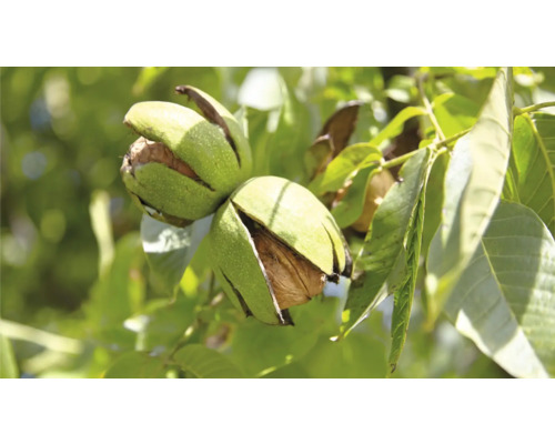 Orech kráľovský semenáč BIO FloraSelf Bio Juglans regia 150-180 cm kvetináč 7,5 l Vlašské orechy na strome s otvorenou škrupinou
