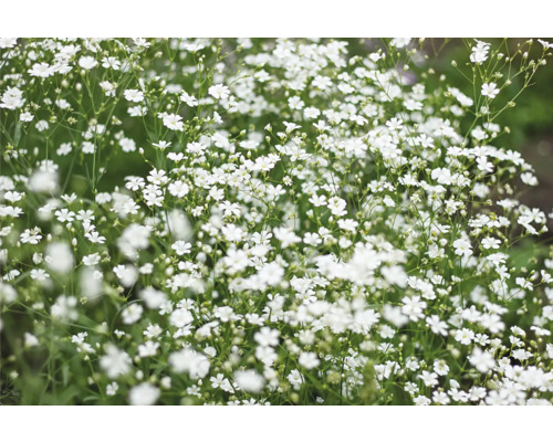 Gypsomilka metlinatá Gypsophila paniculata V 10-30 cm C0 3 l biela