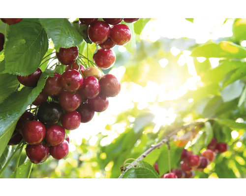 Čerešňa BIO polokmeň FloraSelf Bio 'Perla z Filsenu' historická odroda 120-150 cm kvetináč 7,5 l