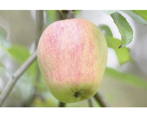 Jabloň zimná BIO polokmeň FloraSelf Bio Malus domestica 'Finkenwerder' historická odroda 120-150 cm kvetináč 7,5 l