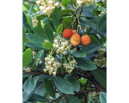 Detailný pohľad na jahodový strom s listami, kvetmi a plodmi