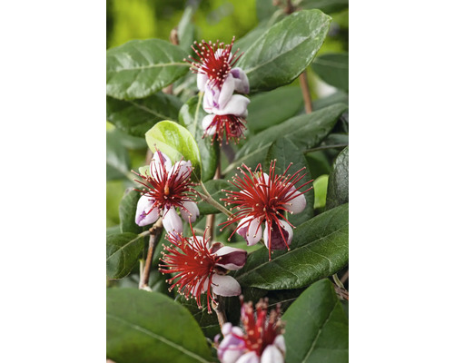 Feijoa rastlina s kvetmi a zelenými listami.