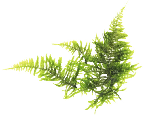 Zelená umelá vetva papradia na dekoráciu