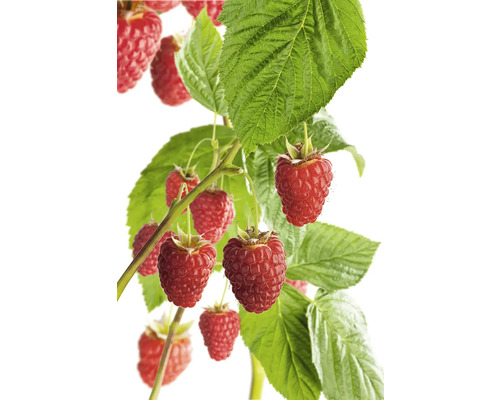 Malinová rastlina so zrelými plodmi a zelenými listami