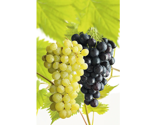 Vínna réva stolová BIO na špalieri FloraSelf Bio Vitis vinifera 'Regent' a 'Phoenix' kvetináč 7,5 l žltá a modrofialová