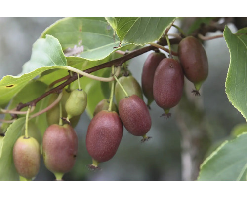 Kiwi mini BIO 'Red Jumbo' (samičie) FloraSelf Bio Actinidia arguta 'Red Jumbo' kvetináč 3 l