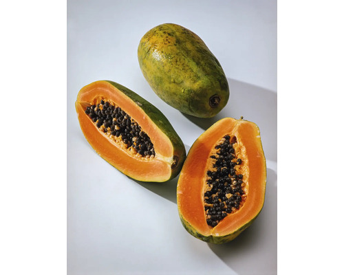 Papája BIO FloraSelf Bio Carica papaya 'Sunnybees®' kvetináč 3 l