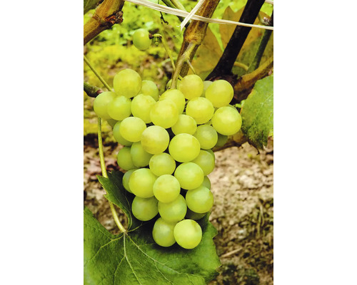 Vínna réva stolná BIO na kmienku 60 cm FloraSelf Bio Vitis vinifera 'Phoenix' kvetináč 7,5 l