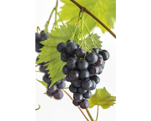 Vínna réva stolná BIO FloraSelf Bio Vitis vinifera 'Muscat Bleu' kvetináč 3 l
