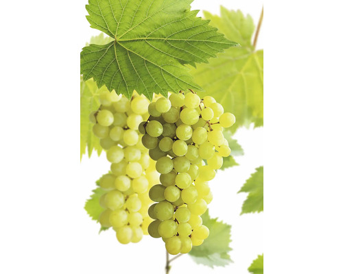 Vínna réva stolná BIO FloraSelf Bio Vitis vinifera 'Polo Muskat' kvetináč 3 l