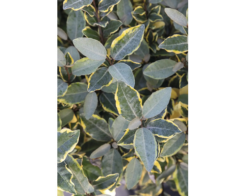 Hlošina FloraSelf Elaeagnus pungens 'Vivileg' 60-80 cm kvetináč 9 l - jubilejná edícia 35 rokov FloraSelf